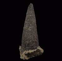 小物 Somnium Fragment 小物 SomniumFragment ZX-Tole | Monster Wiki | Fandom